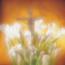 Charles R. Swindoll