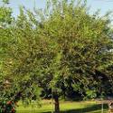 Why Jesus Compared Unforgiveness To the Sycamine Tree