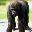 Poll: Half of Americans Reject Evolution