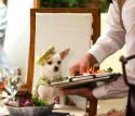 Tiny Pooches Deliver in Disney’s <i>Beverly Hills Chihuahua</i>