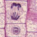 NIH Stem Cell Guidelines Leave Ethical Loophole, Critics Say 