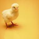 The Mighty Chickenosaurus: Playing God with Genetics