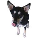 Woof ‘n Worship? Seriously?