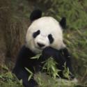 Why Christians Should Save the Pandas