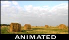 ECard Animation