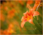 Free Desktop Scripture Wallpapers