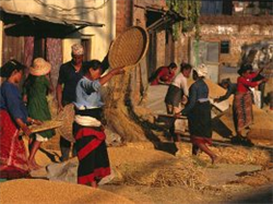 Bringing in the Harvest
