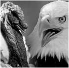 "Turkeys and Eagles"