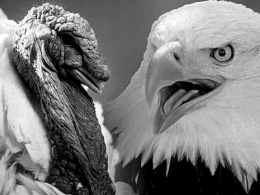 Turkeys and Eagles