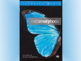 Metamorphosis