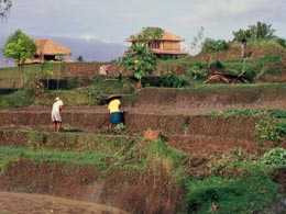 Indonesian