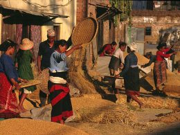 Bringing in the Harvest