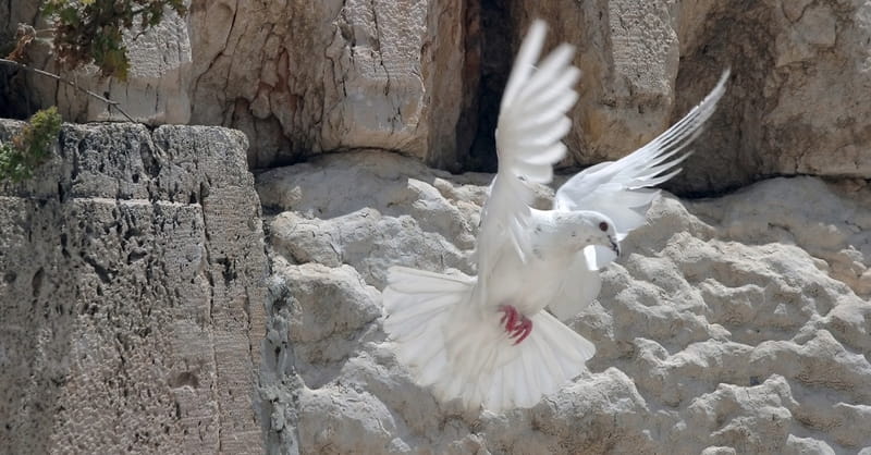 The Holy Spirit and the Scandal of Christ's Birth