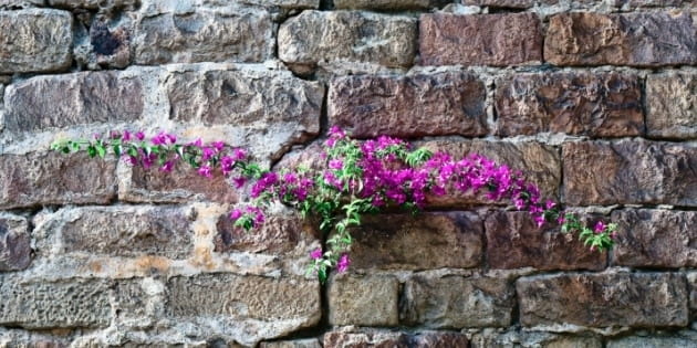 Bloom Where God Plants You
