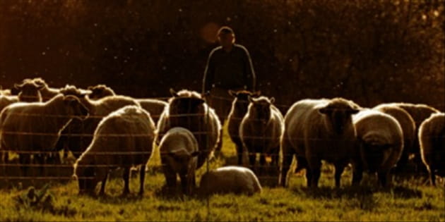 The Church Needs Shepherds, Not Coaches