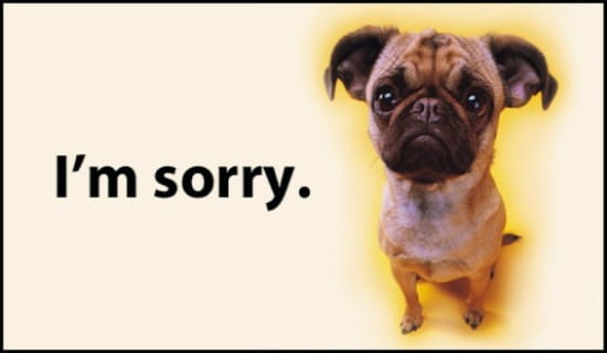 17343-im-sorry-pug.jpg