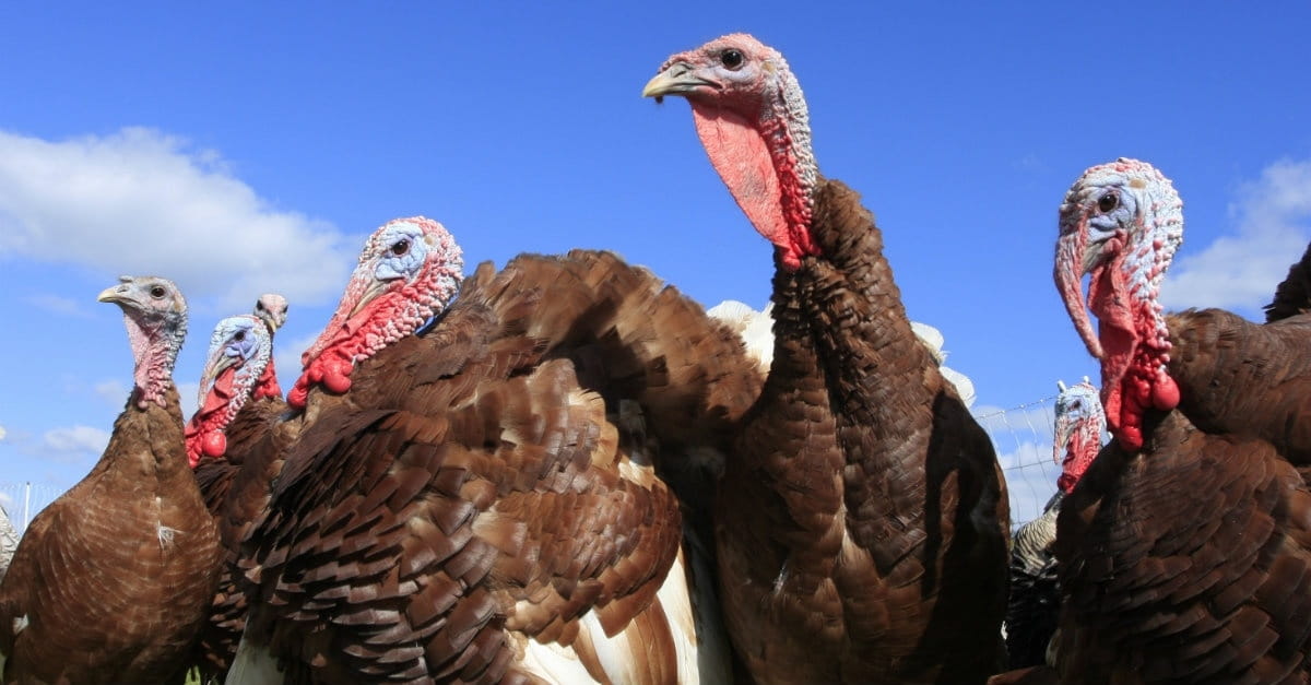 Why the Stewardship of Every Living Thing Matters