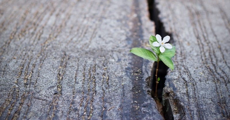 5 Hope-Filled Bible Verses 