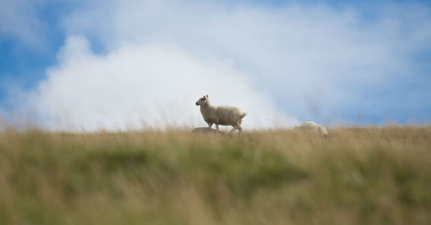 The Lord, my Shepherd