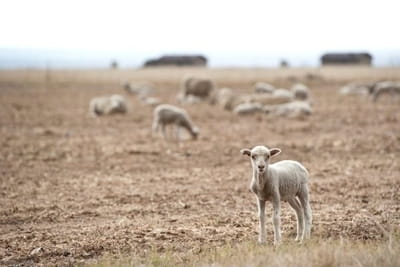 Three Lost Sheep in Hollywood—What Went Wrong?