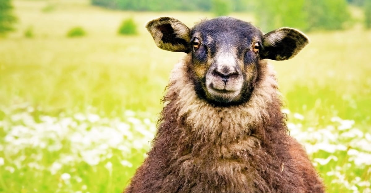 What You Probably Don’t Know about "The Least of These"