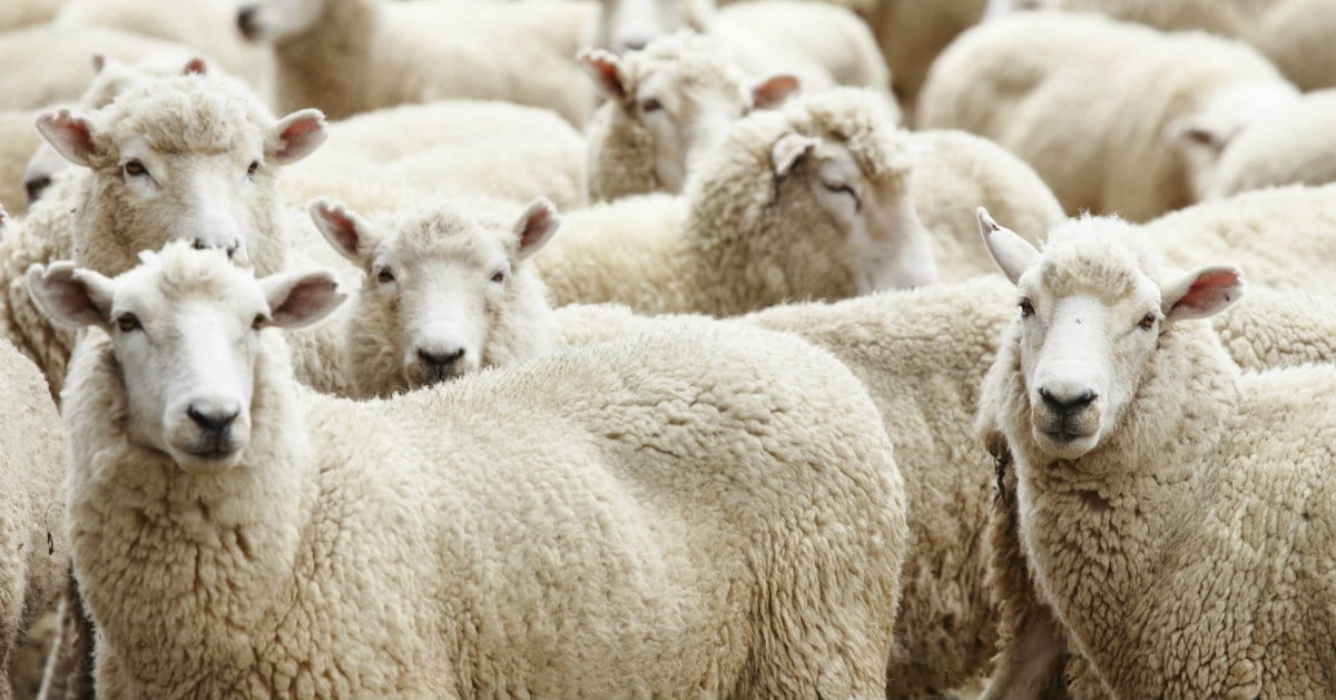 Pastor, You Can't Think of Your Flock as Dumb