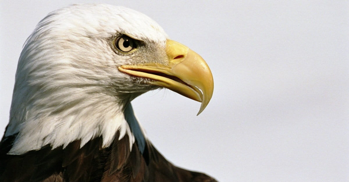 What Do Eagles Have to Teach Us about God?