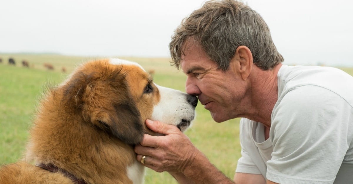 Premise of <i>A Dog's Purpose</i> May Give Some Viewers "Paws"