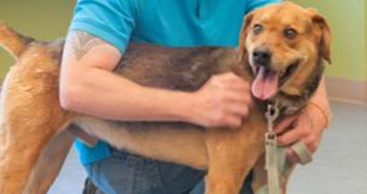 A&E Launches Ambitious <i>Dogs of War</i>