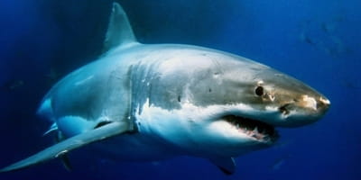 'Shark Week' and the World's Most Dangerous Work