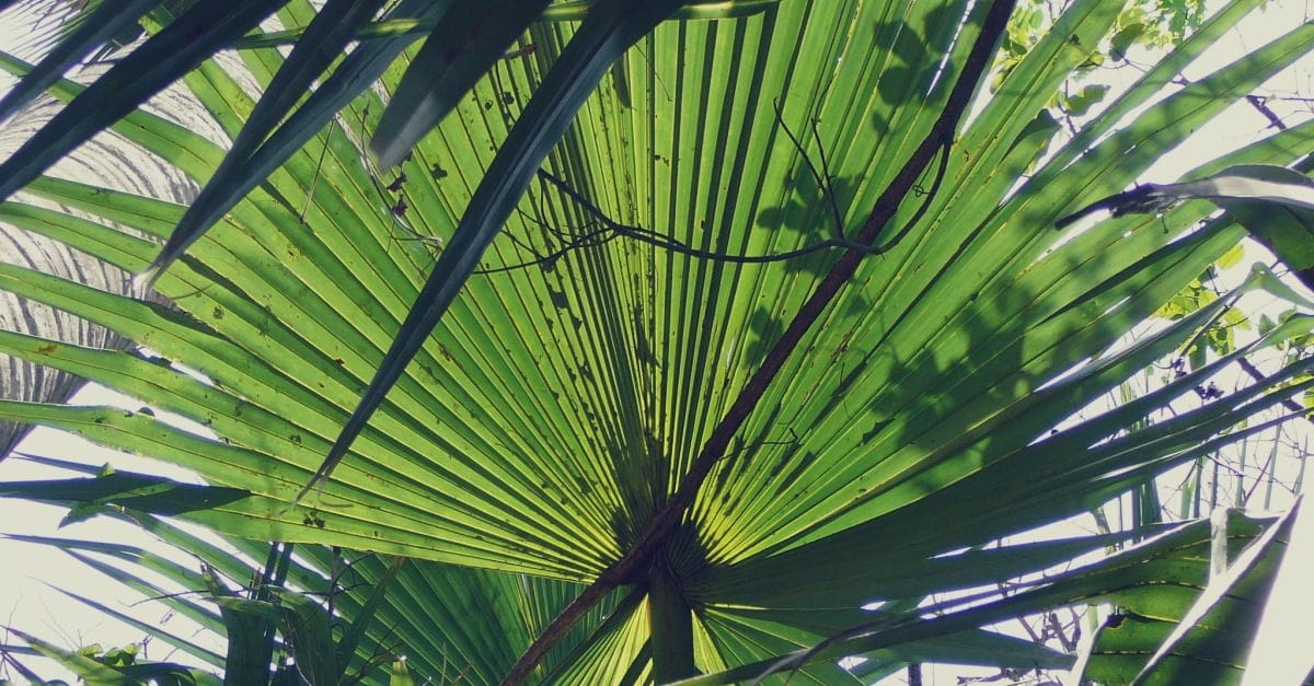 Holy Week…So What? (2015)