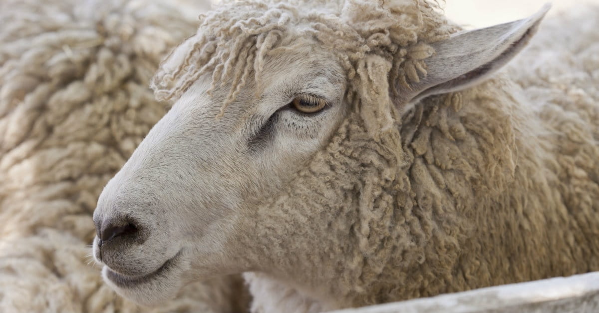 5 Ways to Recognize a Wolf in Sheep's Clothing