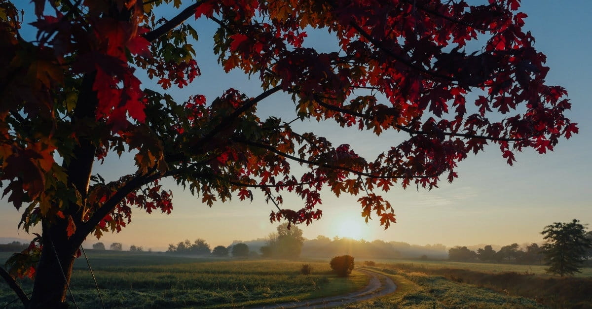 10 Beautiful Psalms for Autumn
