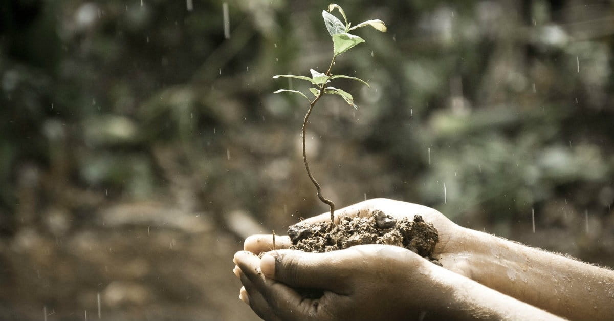How to Flourish in a Fallen World