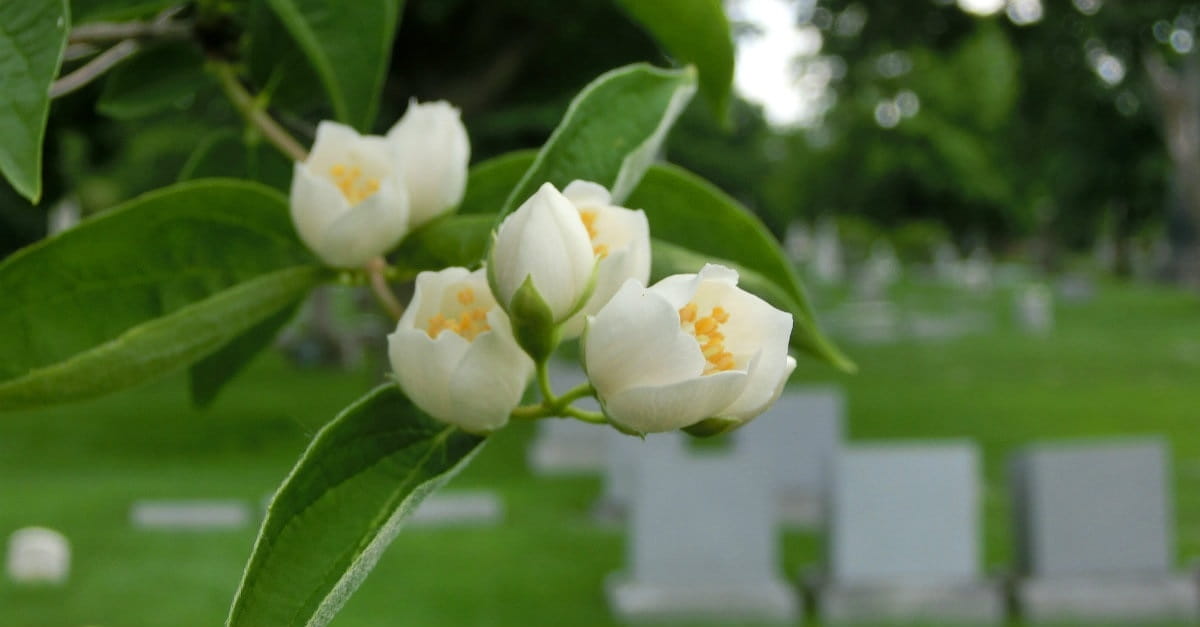 10 Things Christians Should Know about Death, Burial and Cremation