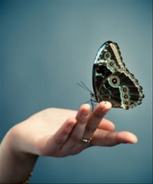 4520-butterfly.220w.tn.jpg