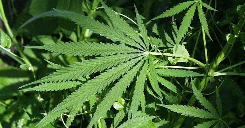 Marijuana Madness: The Negative Effects of Weed