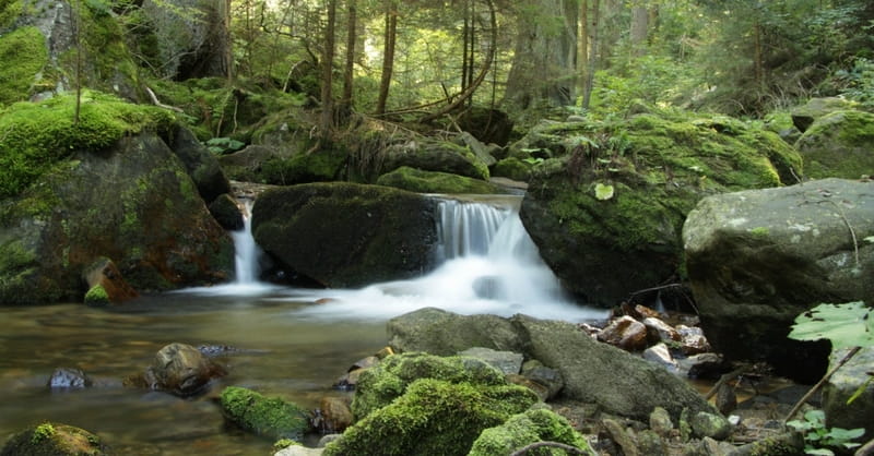 Christians Observe World Day of Prayer for the Care of Creation on September 1