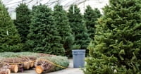 Two NYC Siblings Use Their Christmas Tree Business to Help the Homeless