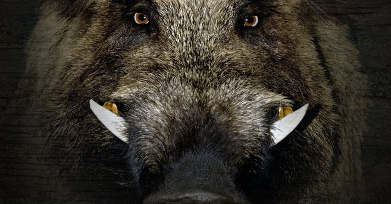 Wild Boars Attack ISIS Militants in Iraq