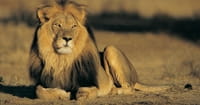 10 Times God Used Animals to Accomplish His Purposes