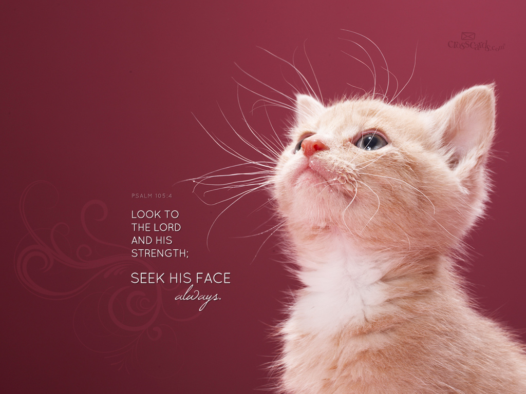 Seek His Face - Wallpaper