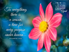 April 2013 - Ecc 3:1 NKJV - Wallpaper