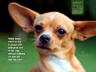 August 2012 - Peace - Wallpaper