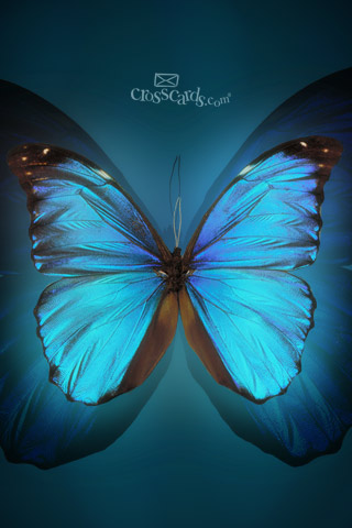 Butterfly - iPhone - 320 x 480