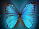 Butterfly - Wallpaper