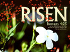 Risen - Wallpaper