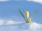 Song of Solomon 2:12 - Wallpaper