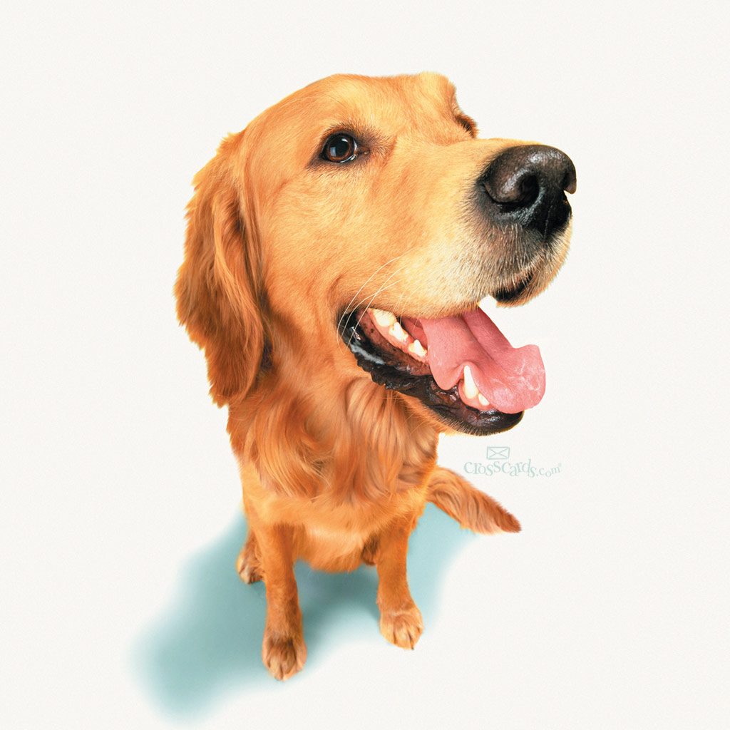 More Mobile Wallpaper Wallpaper More Mobile Wallpaper Wallpaper