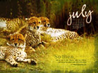 Cheetahs